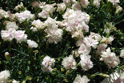 Ball Horticultural: Everlast Dianthus White with Eye 16 