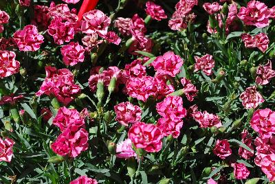 Ball Horticultural: Everlast Dianthus Red & Pink 