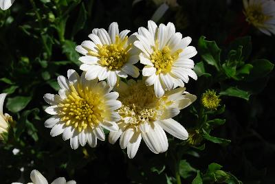 4D Osteospermum Lemon Ice 