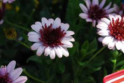 4D Osteospermum Berry White 