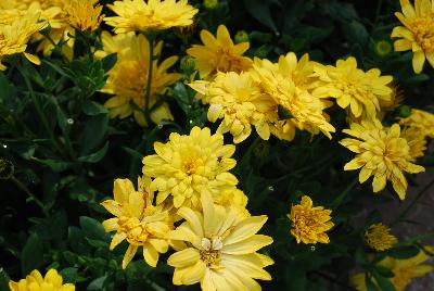 4D Osteospermum Yellow 