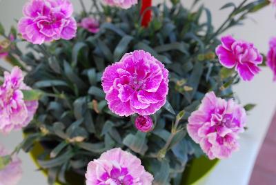 Ball Horticultural: SuperTrouper Dianthus Lavender & White 