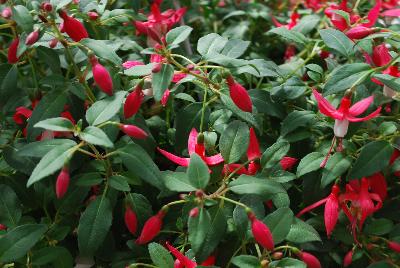 Bellinto Fuchsia Red and White 
