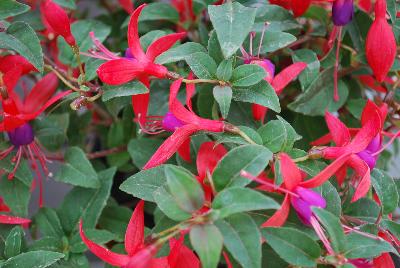 Bellinto Fuchsia Compact Red and Violet 
