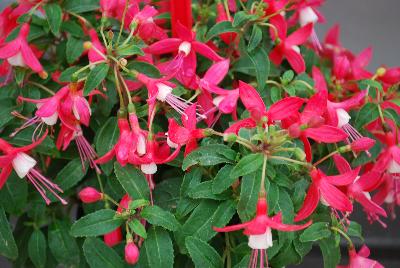 Bellinto Fuchsia Compact Red and White 