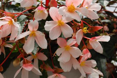  Begonia Marshmallow 