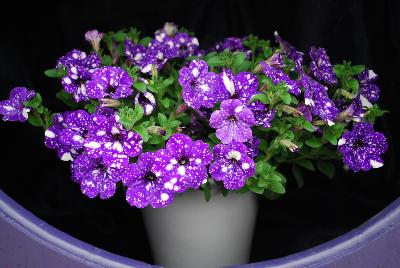  Petunia Night Sky 