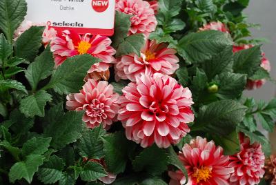 Dalaya Dahlia Red and White 