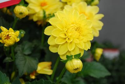Dalaya Dahlia Yellow 