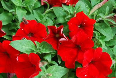 Ball Horticultural: Headliner Petunia Red 