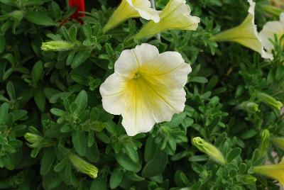 Ball Horticultural: Headliner Petunia Yellow 