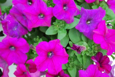 Starlet Petunia Magenta 