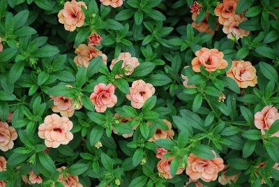 Ball Horticultural: MiniFamous® Calibrachoa Double Apricot 