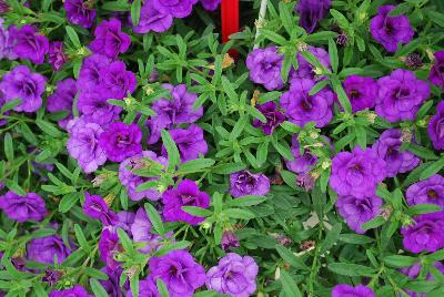 MiniFamous® Calibrachoa Double Blue 16 