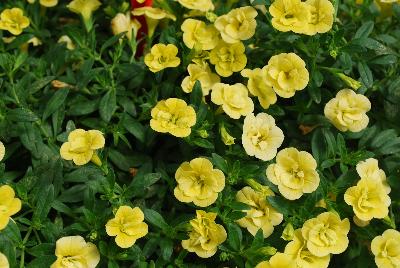 MiniFamous® Calibrachoa Double Compact Lemon 