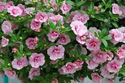 Ball Horticultural: MiniFamous® Calibrachoa Double Compact Pink 