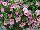 Ball Horticultural: Calibrachoa  'Double Compact Pink' 