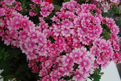 Pops Verbena Pink 