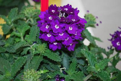 Pops Verbena Dark Violet 