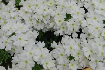 Ball Horticultural: Pops Verbena White 16 