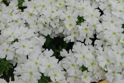 Ball Horticultural: Pops Verbena White 16 