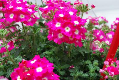 Ball Horticultural: Blues Verbena Neon 