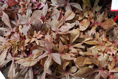 Ball Horticultural: SolarPower&trade; Ipomoea Red 