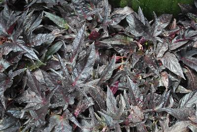 Ball Horticultural: SolarPower&trade; Ipomoea Black 