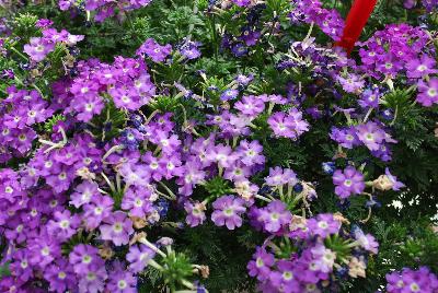 Aztec Magic™ Verbena Purple Magic 