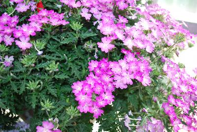 Aztec Magic™ Verbena Orchid Magic 