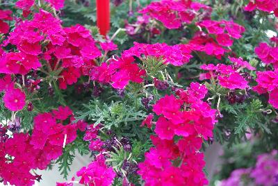 Ball Horticultural: Aztec Magic™ Verbena Magenta Magic 