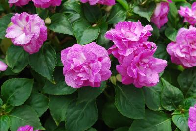 Fiesta Impatiens Stardust Purple 