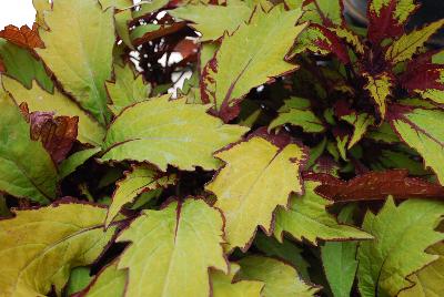 Ball Horticultural: FlameThrower Coleus Spiced Curry 