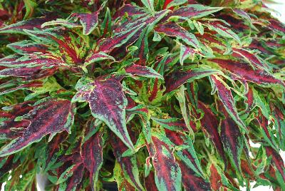 Ball Horticultural: FlameThrower Coleus Chilipepper 