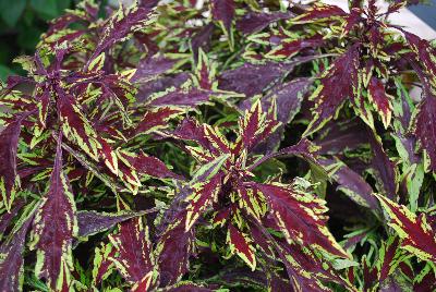 Ball Horticultural: FlameThrower Coleus Chipotle 