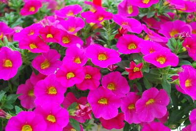 Can-Can Calibrachoa Neon Pink 