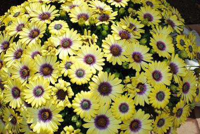  Osteospermum 'Blue Eyed Beauty'