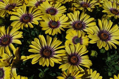  Osteospermum 'Blue Eyed Beauty'