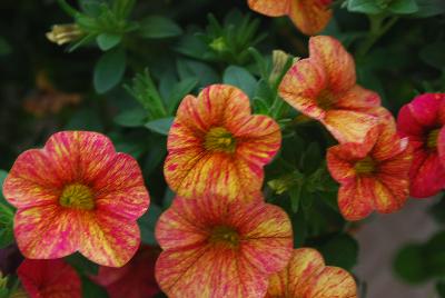 Can-Can Calibrachoa Pink Splash 