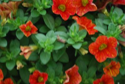 Can-Can Calibrachoa Red Splash 