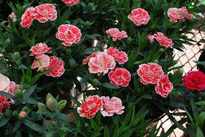 Oscar® Carnation, pot Salmon + White 