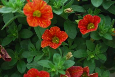 Ball Horticultural: Can-Can Calibrachoa Red Splash 