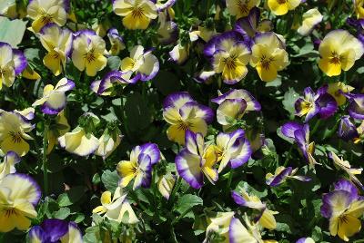 Sorbet® Viola Lemon Berry Swirl