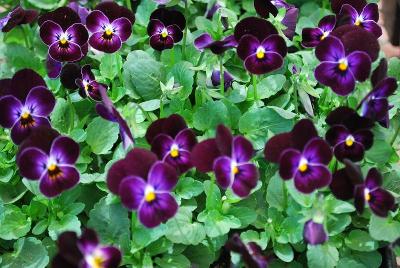 Sorbet® Viola Phantom 