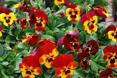 Sorbet® Viola Fire