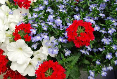 Mixmasters COMBO Heartland 