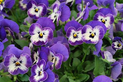 Sorbet® Viola Delft Blue XP