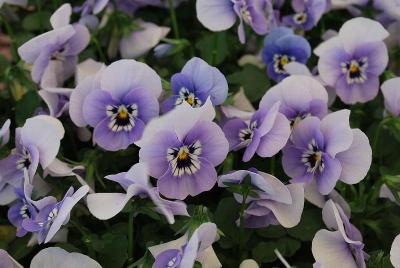 Sorbet® Viola Marina XP Improved 