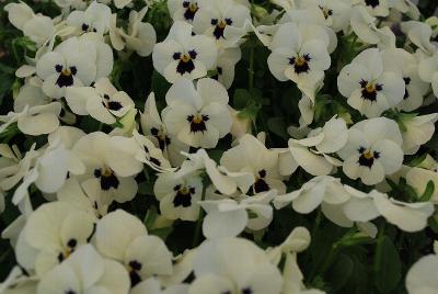 Sorbet® Viola White Blotch XP 