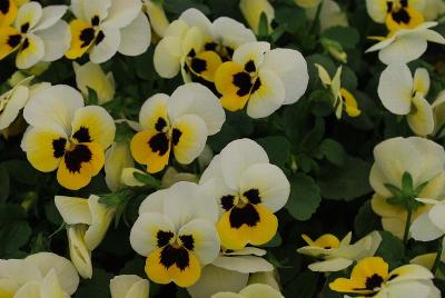 Sorbet® Viola Lemon Ice Blotch XP 